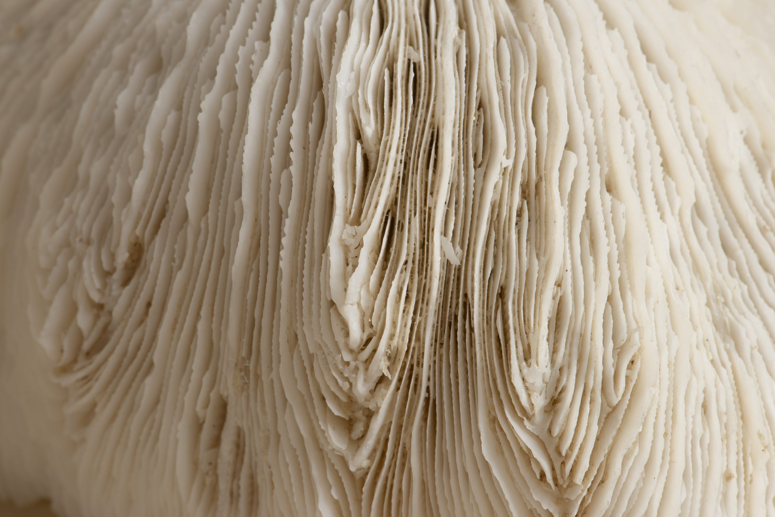 closeup beige natural coral texture scaled