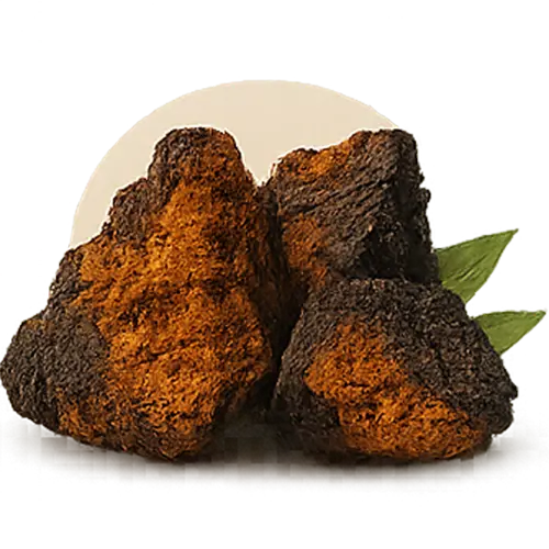 Chaga mushroom