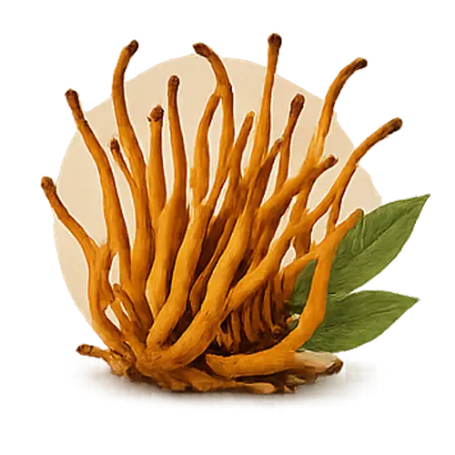 Cordyceps mushroom