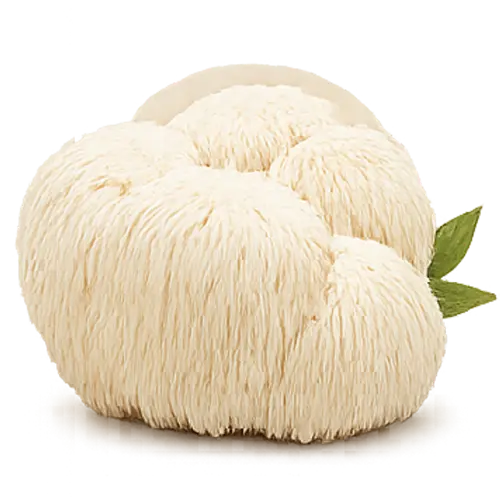Lion’s Mane mushroom