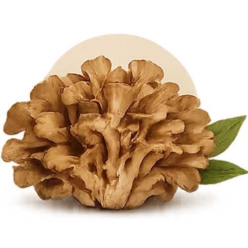 Maitake mushroom