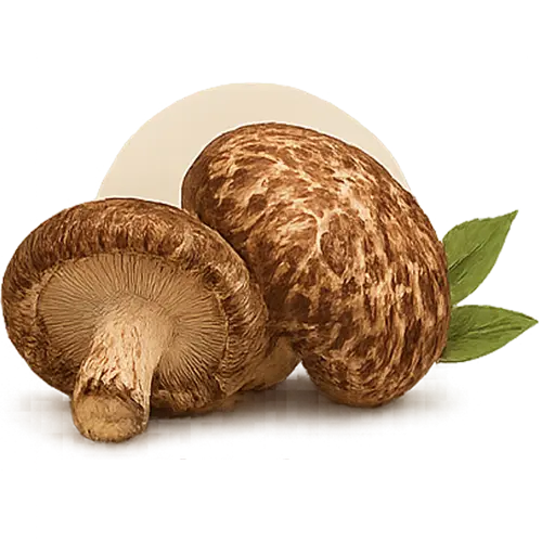 Shiitake mushroom