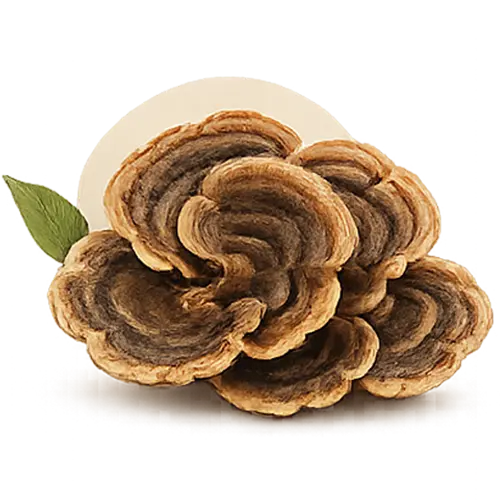 Turkey Tail mushroom